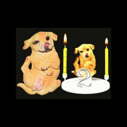 Le chien Golden Retriver pour anniversaire