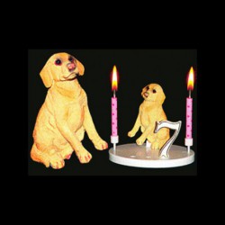 Le chien labrador pour anniversaire