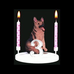 Le chien berger allemand pour anniversaire
