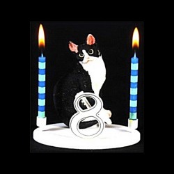Le chat black et white pour anniversaire