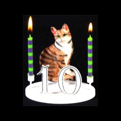 Le chat tigre brun pour anniversaire