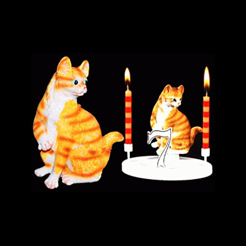Le chat tigre roux pour anniversaire
